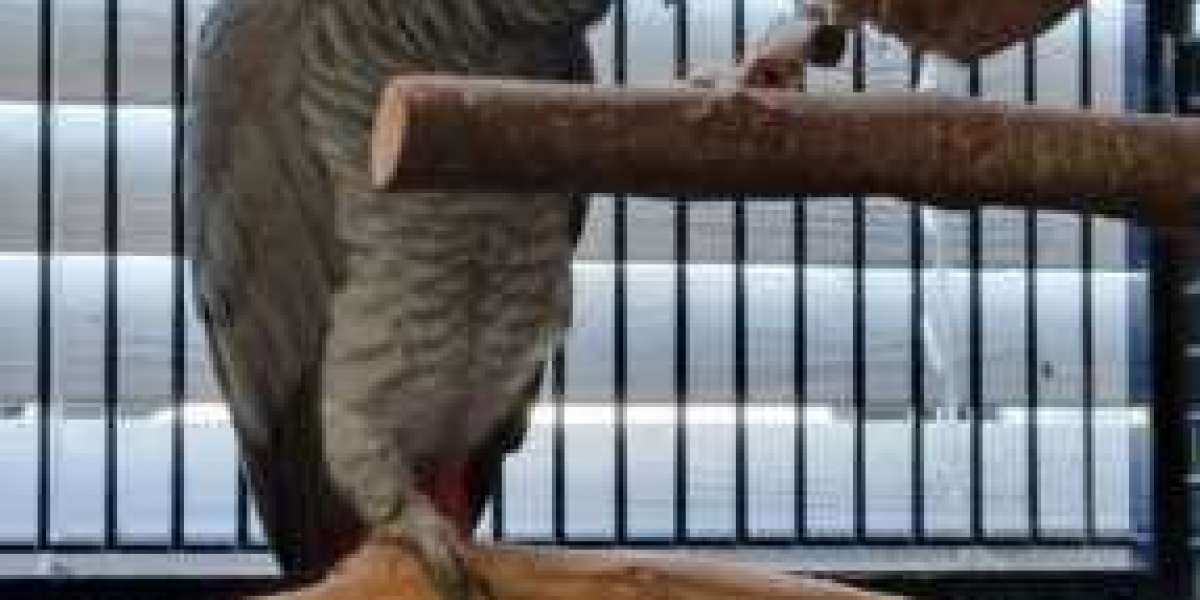 African Grey Parrot - Getting to Know Your African Grey Parrot
