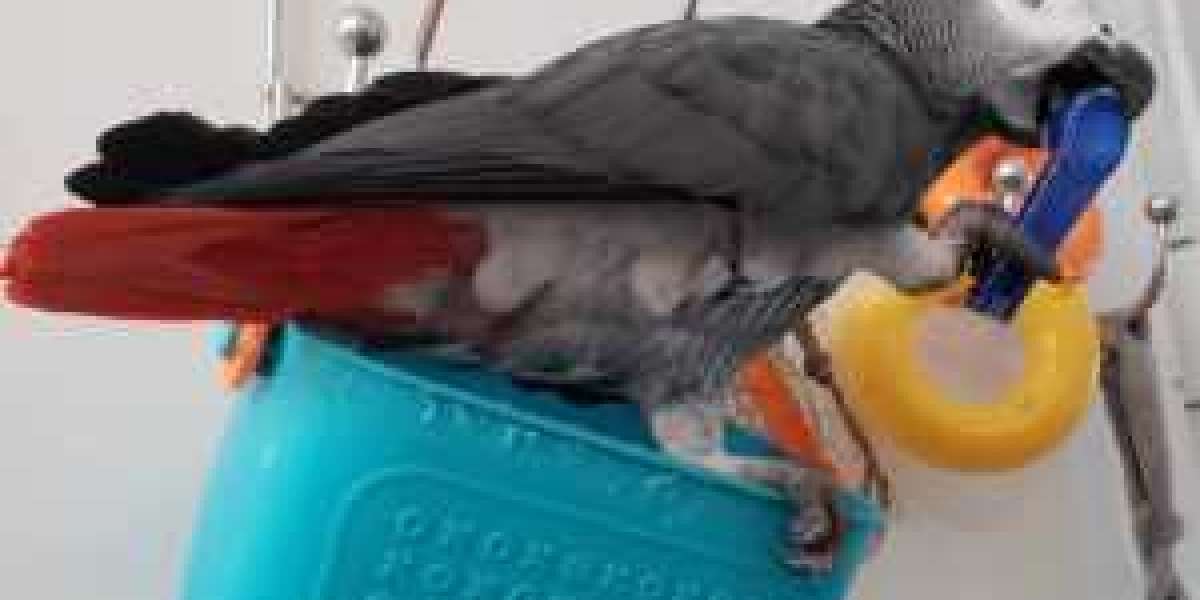 African Grey Parrot Is One Of The Smartest Parrots In The World