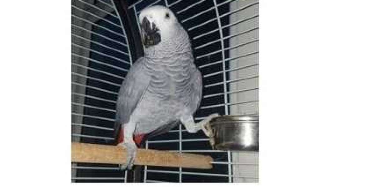 About African Grey Parrots