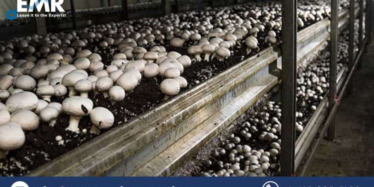 Global Mushroom Cultivation Market Size to Grow at a CAGR of 4.40% in the Forecast Period of 2023-2028