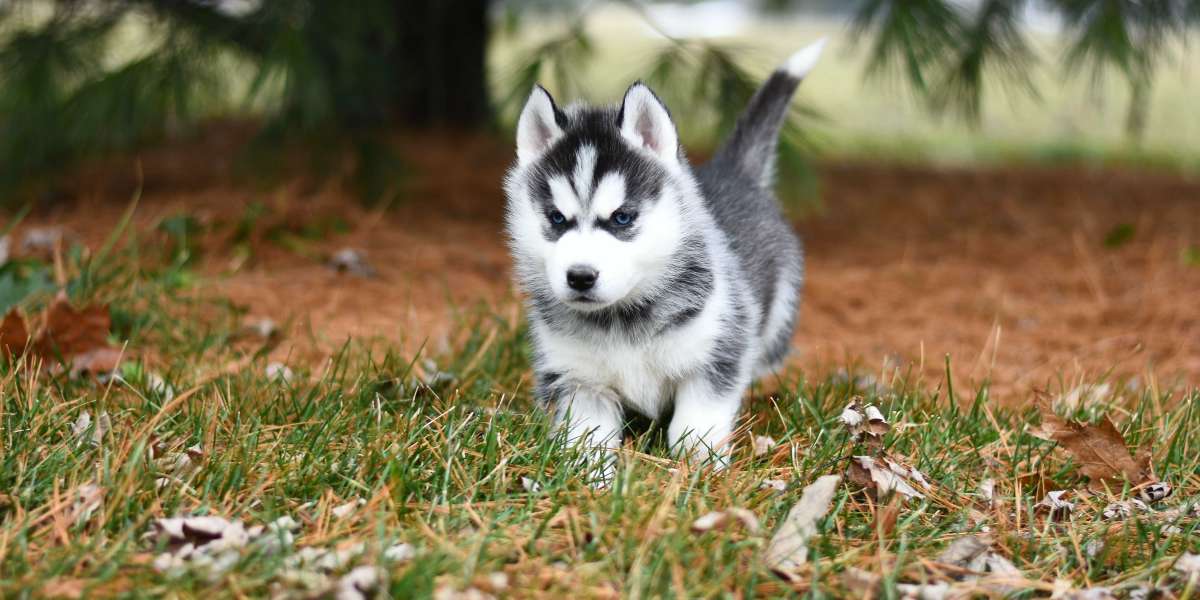 Siberian Husky Puppies For Sale In Ahmedabad At Best Prices