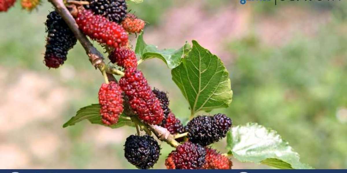 Global Mulberry Leaf Extract Market Size, Analysis, Growth 2024-2032