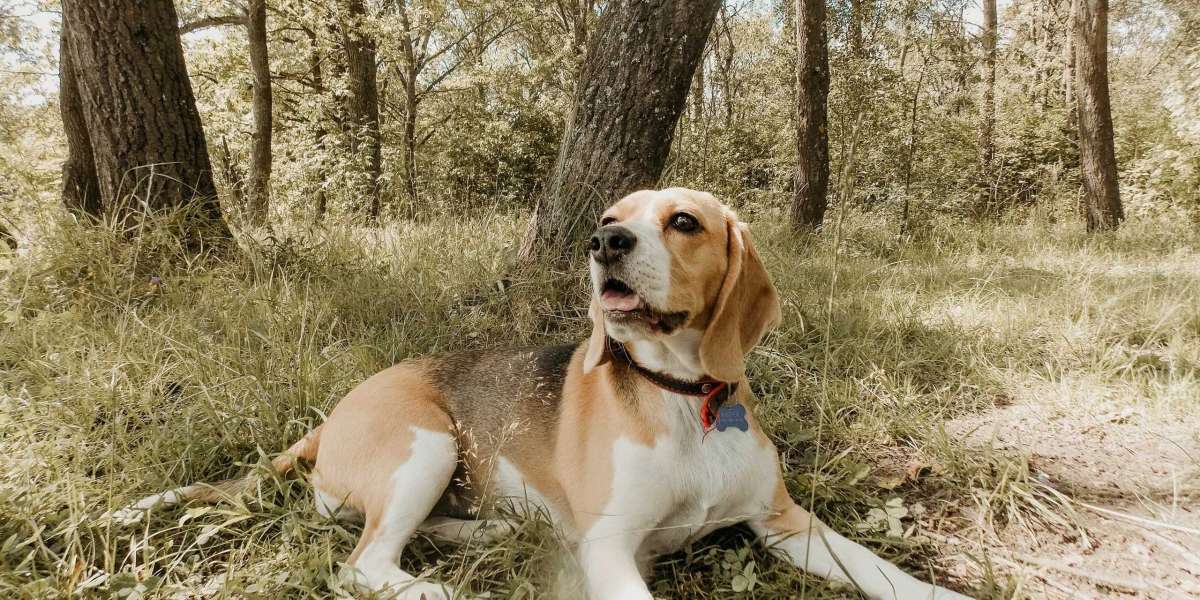 Beagle Puppies For Sale In Pune At Best Prices: A Perfect Addition to Your Family