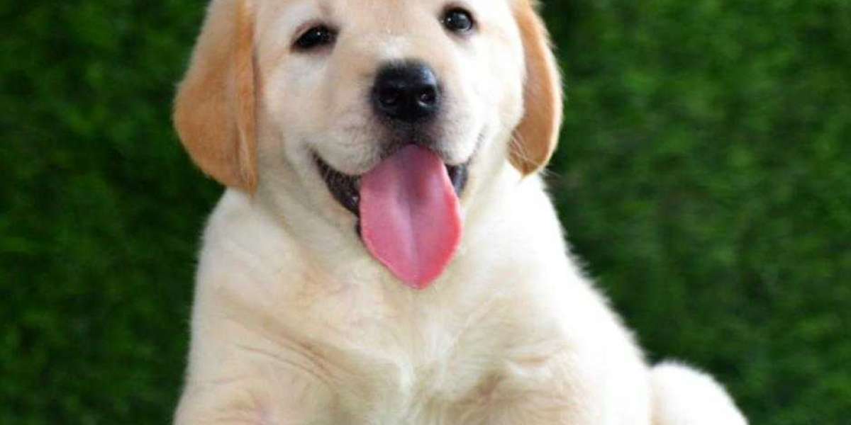 Exploring the Charms of Golden Retriever Puppies for Sale in Ahmedabad