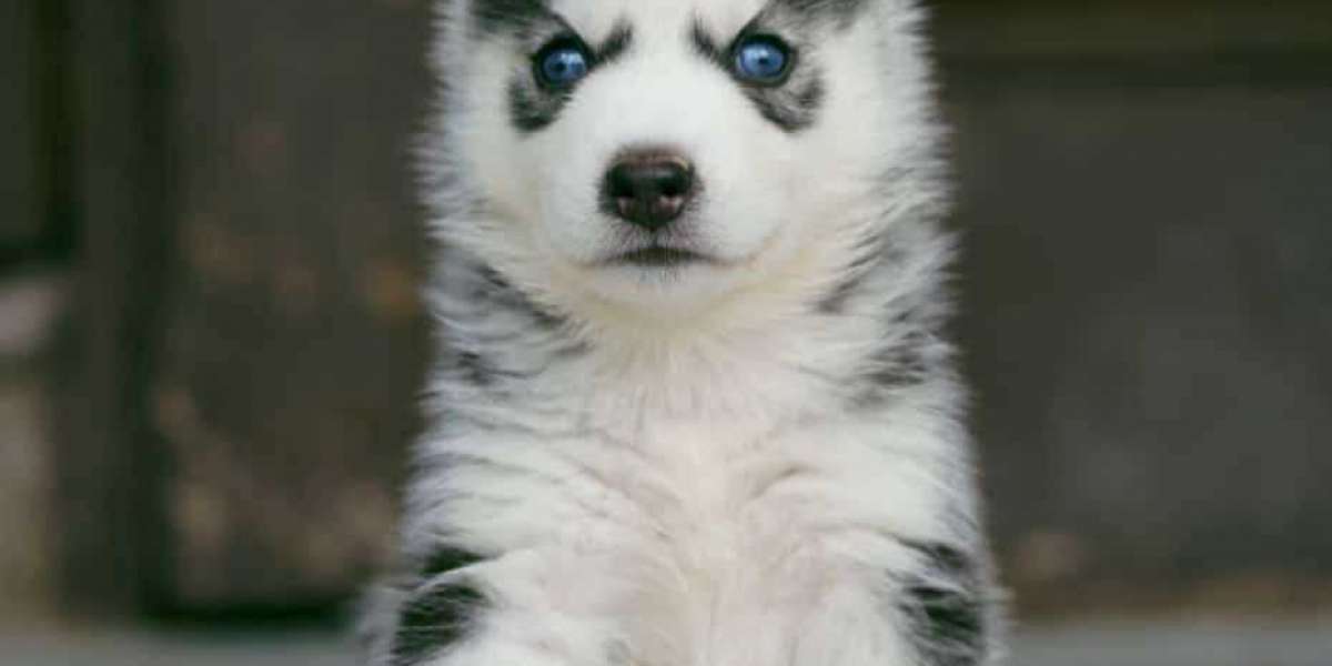 Discover the Charm of Siberian Husky Puppies for Sale in Ahmedabad