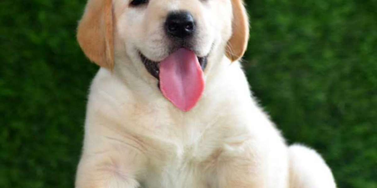 Exploring Labrador Retriever Puppies For Sale In Chennai: A Guide to Finding Your Furry Companion