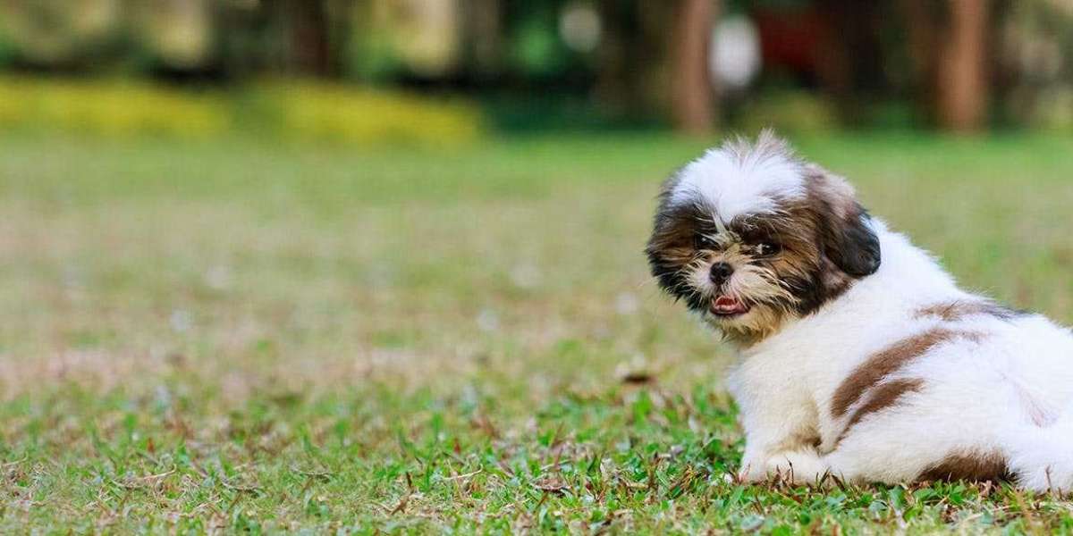 Shih Tzu Puppies for Sale in Ahmedabad: A Guide to Finding Your Furry Companion