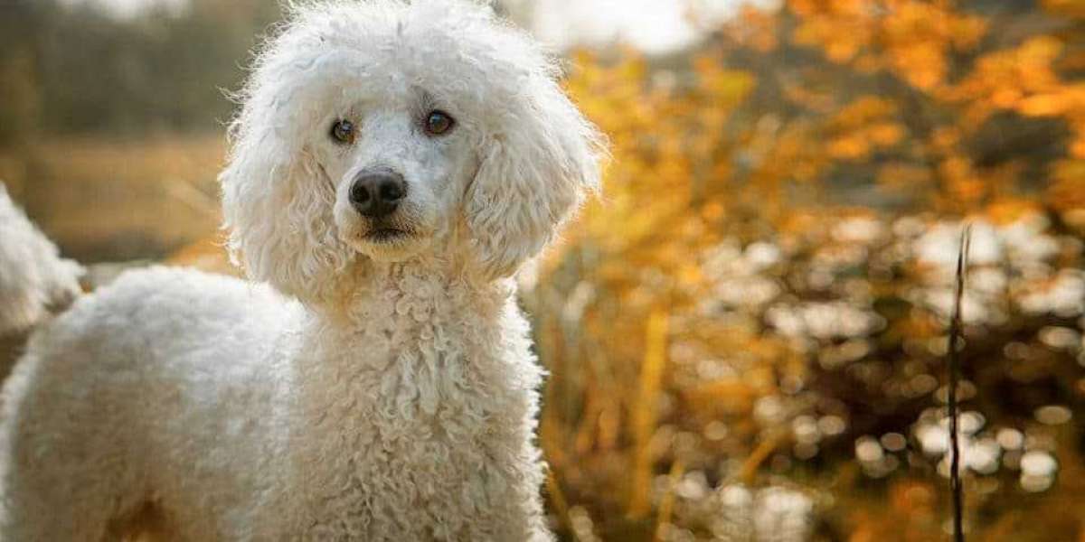 Exquisite Poodle Puppies for Sale in Bangalore – Your Perfect Canine Companion Awaits!