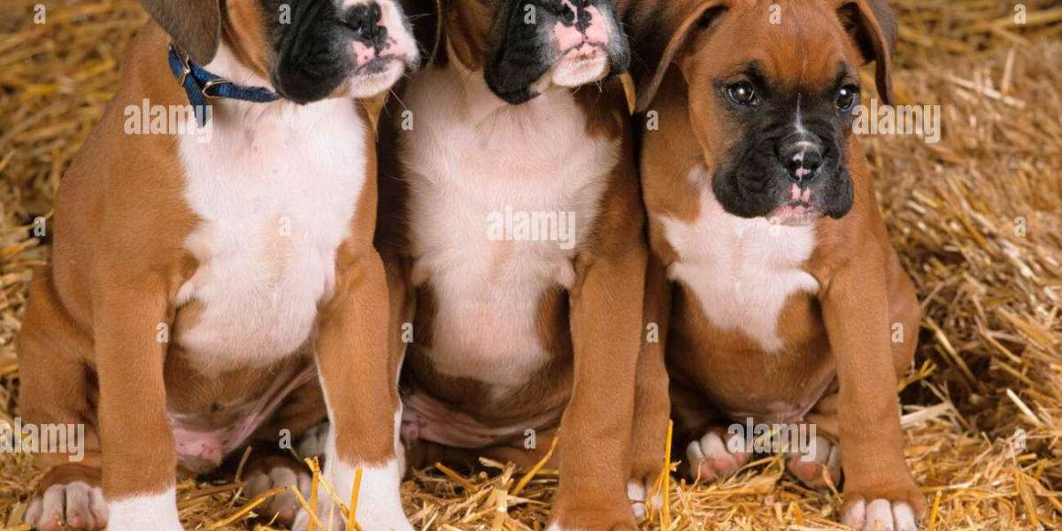 Finding Your Furry Companion: Boxer Puppies for Sale in Bangalore