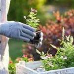gardening tips and ideas