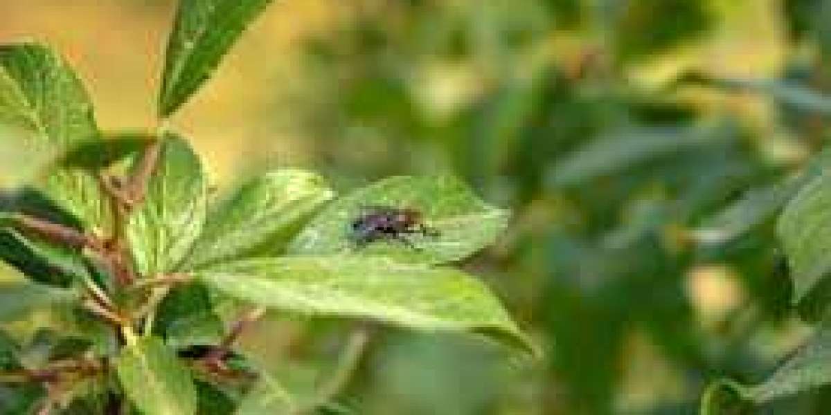 Agricultural Insect Pheromones Market Growth Prospects Research Report for 2024-2030 Forecast