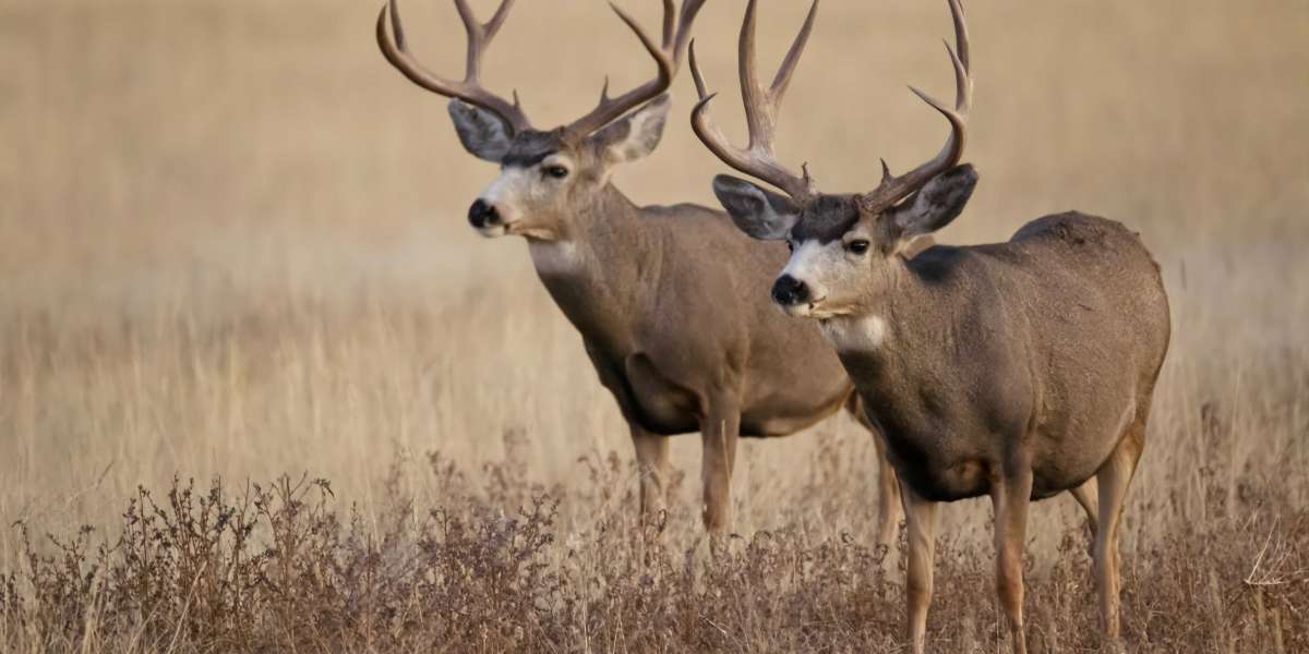 Trophy Whitetail Hunting: The Ultimate Guide to Bagging Your Dream Buck