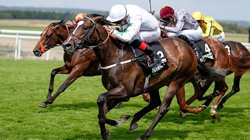 How to Bet on Horse Races for Beginners: A Comprehensive Guide