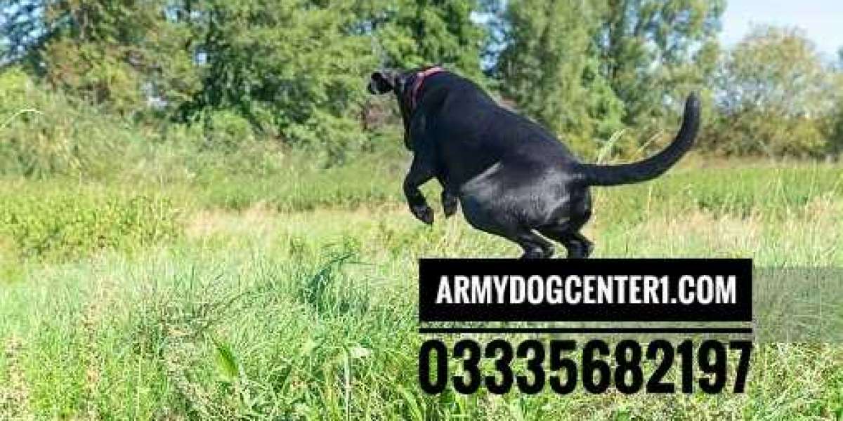 The History of Army Dog Center Breeding and Selection