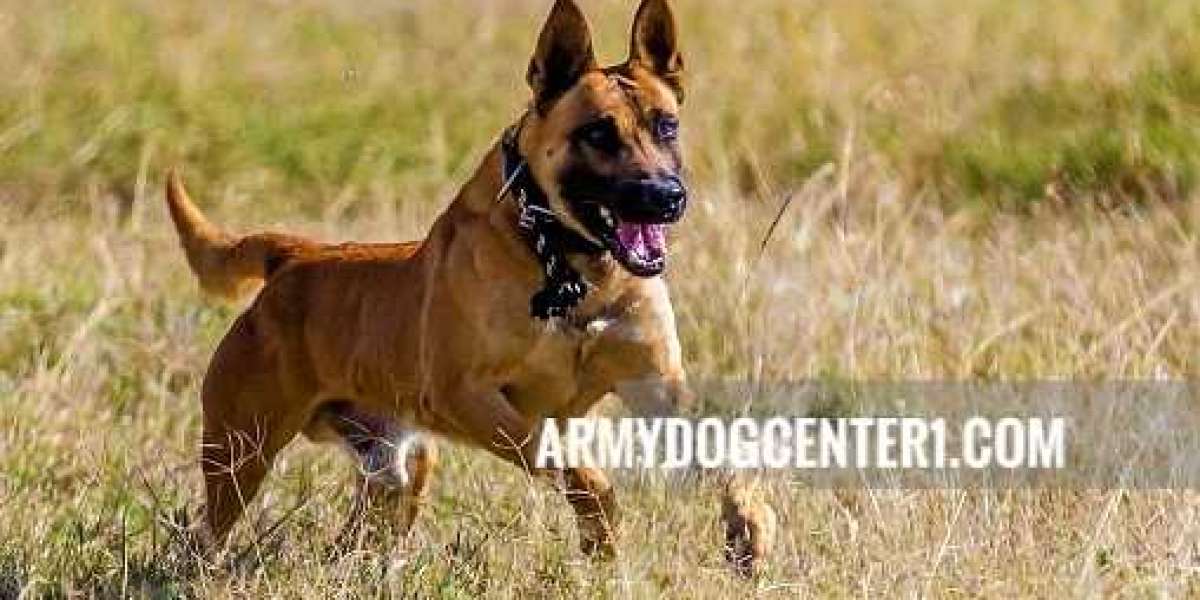 Long-Term Impact of the Army Canine Training Center in Lahore