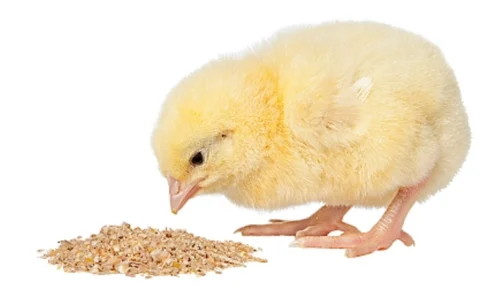 Global Poultry Feed Market Outlook and Sales Forecast (2024-2030)