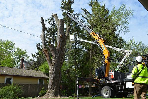 Enhancing the Beauty and Safety of Sydney’s Urban Landscape: 4 Essential Times for Tree Pruning – Sydney Side Tree Services