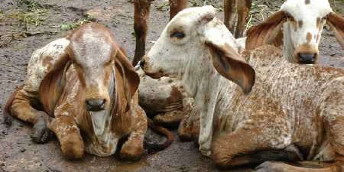 Importance of Gir Cow! What is Gir Cow?