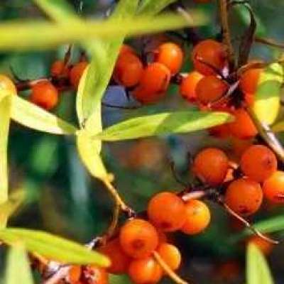 Sea Buckthorn (CO2 Extracted) Carrier Oil Profile Picture