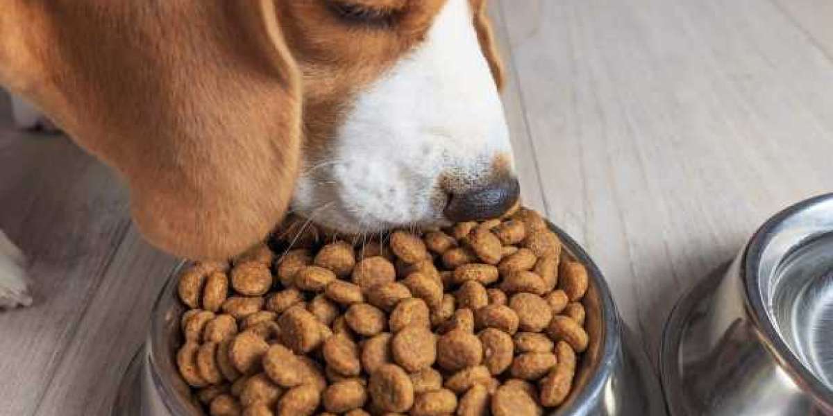 Dry Dog Food Essentials: What Every Pet Parent Should Know