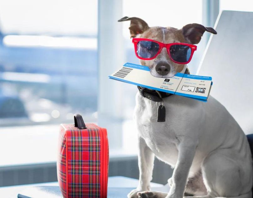 The pet policy of Aeromexico airline - Swengen.com