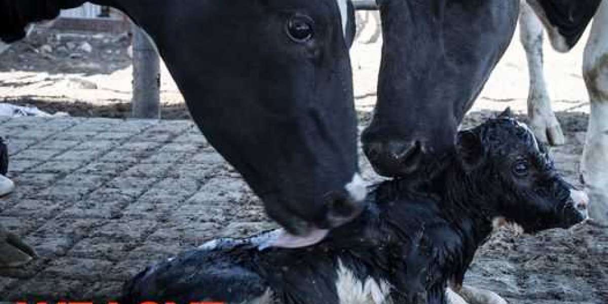 Exposing the Truth: Dairy Industry Animal Cruelty
