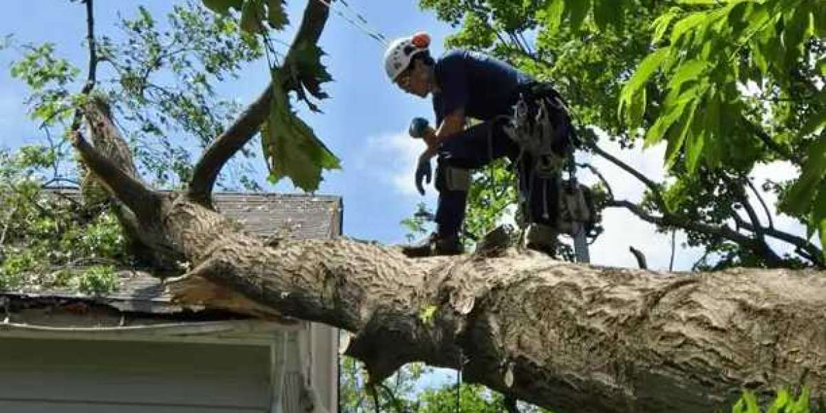 Emergency Tree Services Sydney - Rapid Response for Tree-Related Emergencies