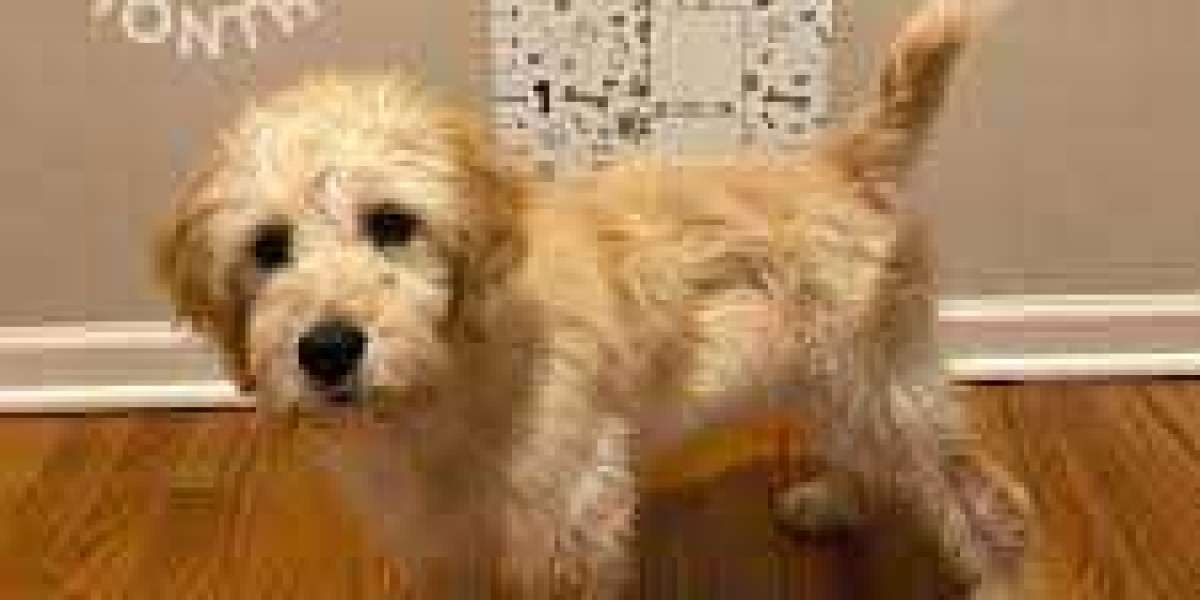Goldendoodles Puppy Guide