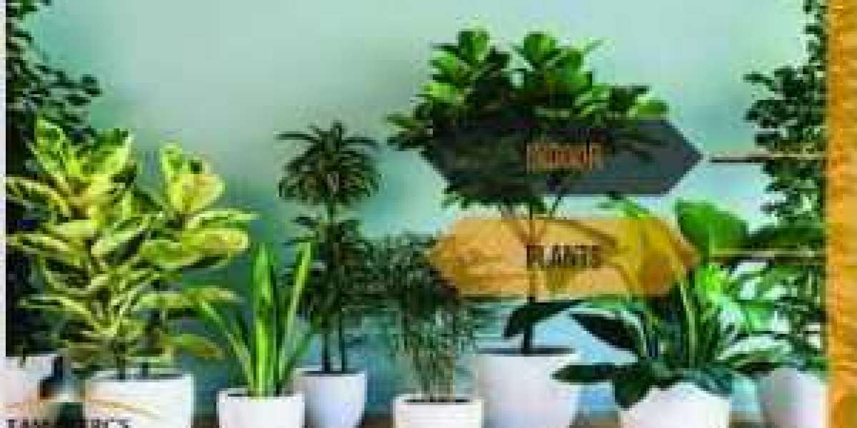 Embrace Greenery: A Guide to Buying Plants Online in Pakistan