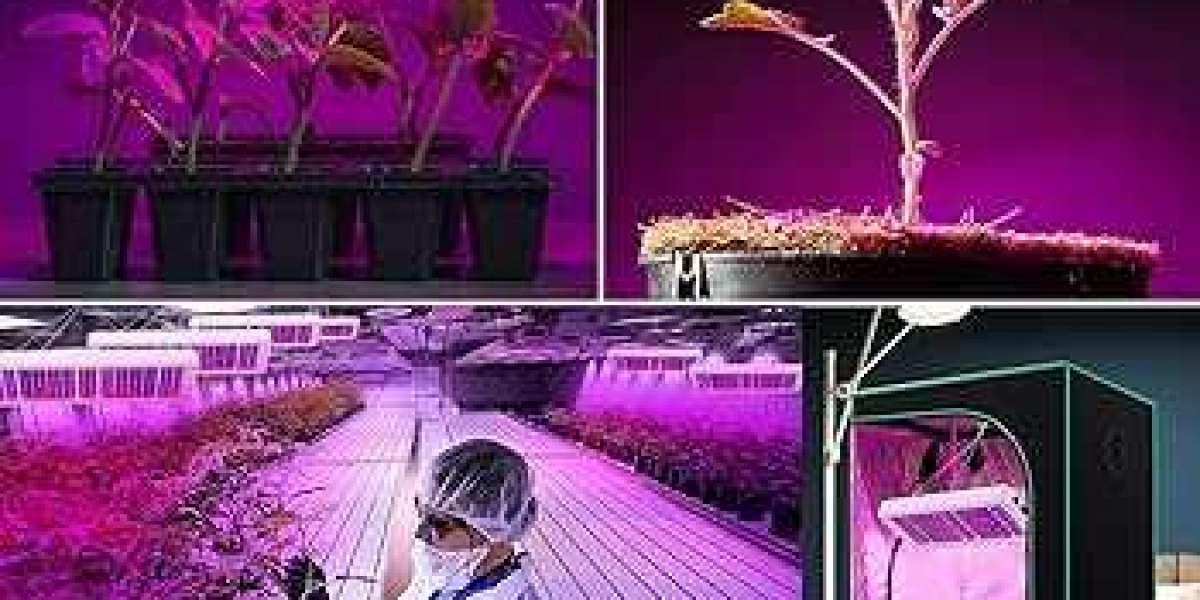 LED Grow Light Market : News, Regional Insights, Top Key Players and Segment Analysis by Forecast to 2030