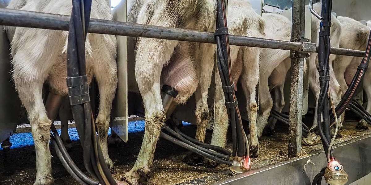Dierenmishandeling in de Landbouw: Een Kritische Blik op de Praktijken