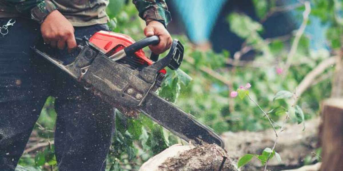 Tree Pruning Services in Sydney Masters - Trust SydneySide Tree Services for Excellence