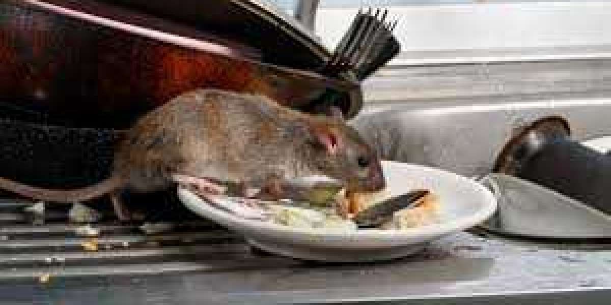 Decoding Rodent Behavior: Insights for Effective Pest Management