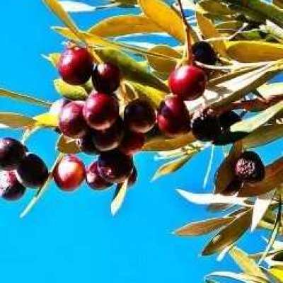 Olive (Extra Virgin) Carrier Oil Profile Picture