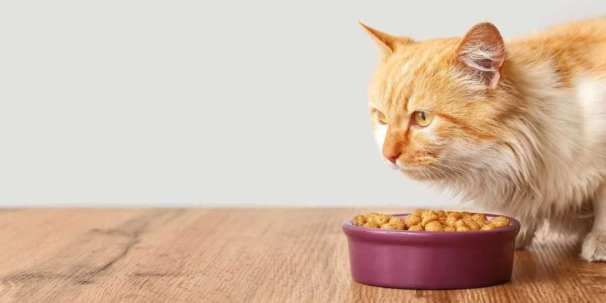 Chile Cat Food Market: Rising Pet Ownership Drives Market Growth