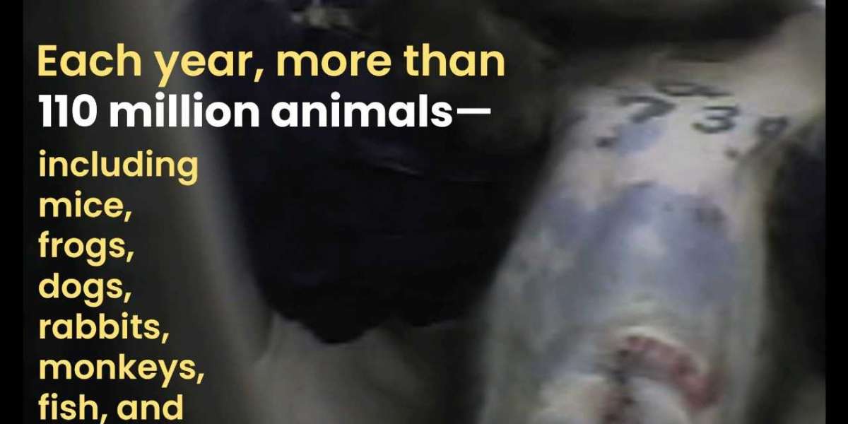 The Alarming Truth Behind Live Export Suffering