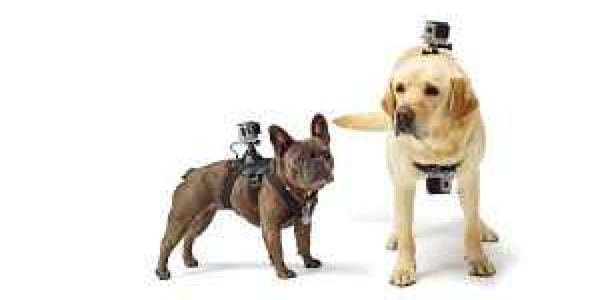 Pet Wearable Market: Comprehensive Plans, Competitive Landscape and Trends by Forecast 2032