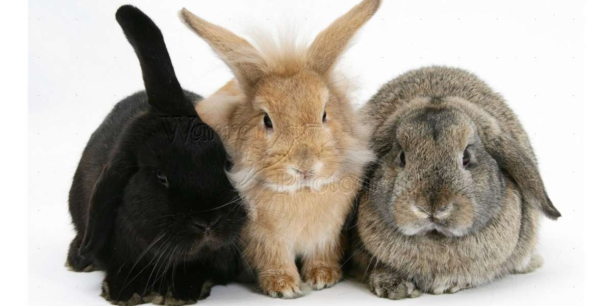 French Lop Bunny: Beauty and Personality in One Bundle
