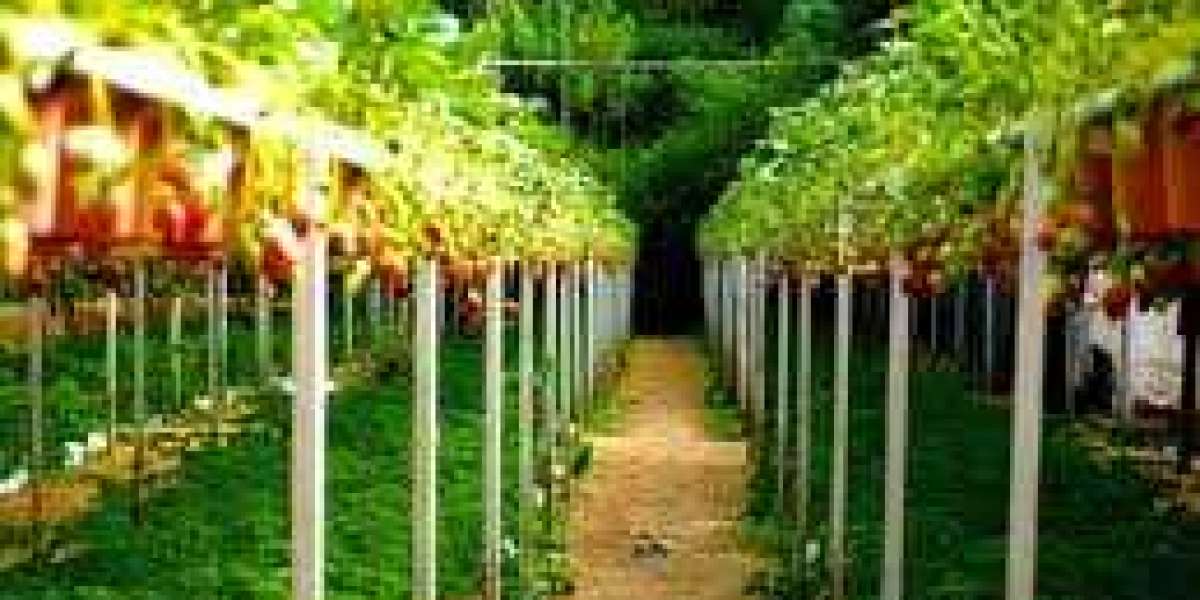India Vertical Farming Market : Trend Outlook, Deployment Type and Business Opportunities