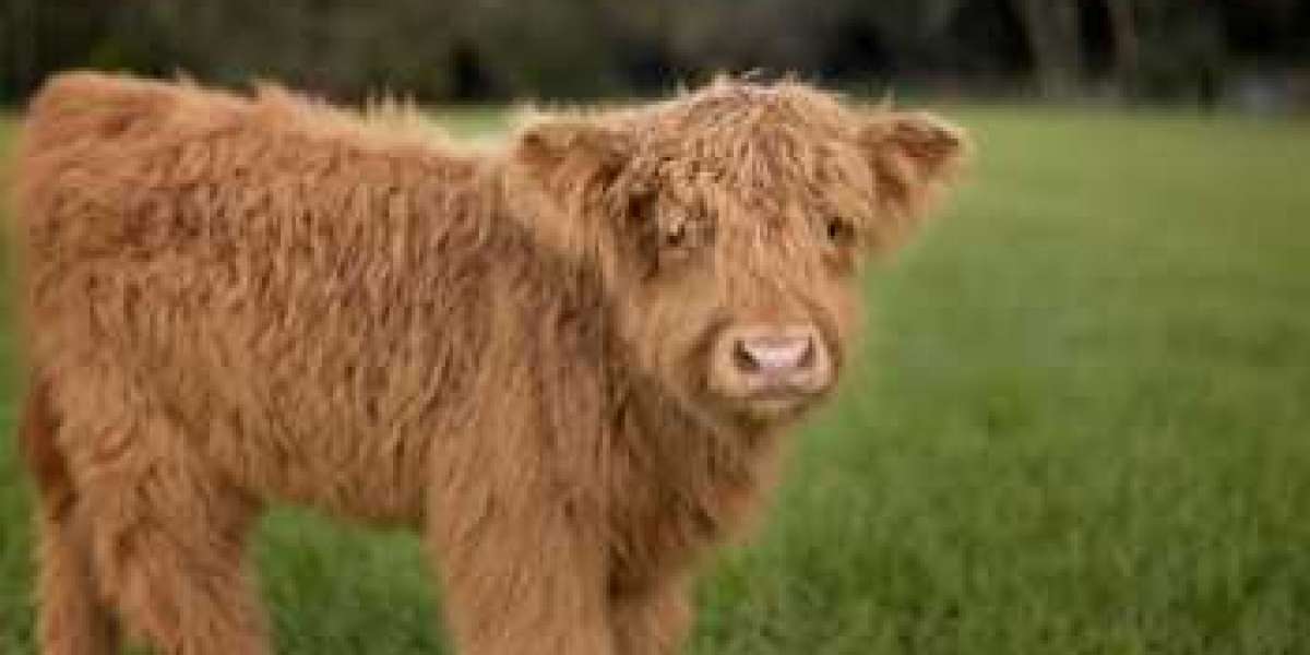 Miniature Highland Cattle for sale -miniaturecattleguy
