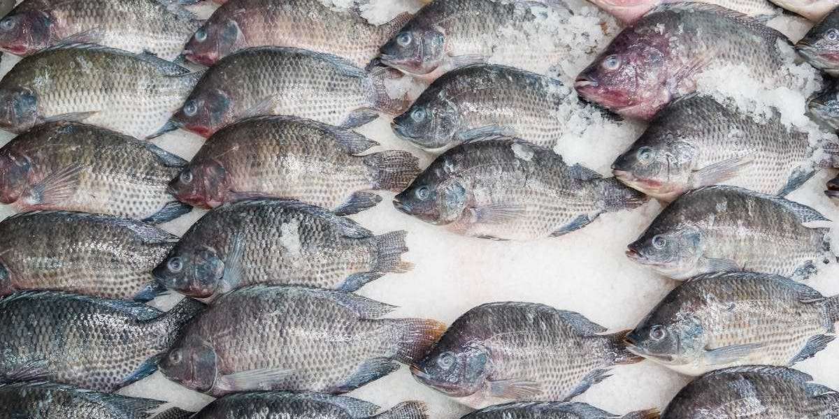 Exploring the Bounty of Florida: An Insight into Florida Fresh Fish