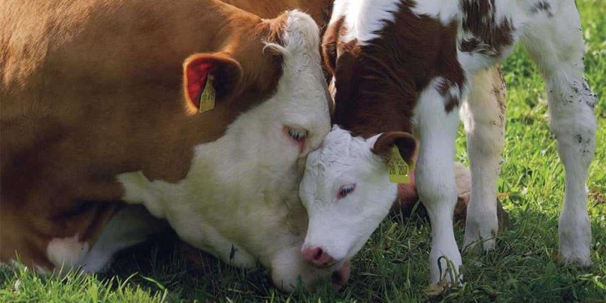 Exposing the Reality: Meat Industry Brutality Unveiled