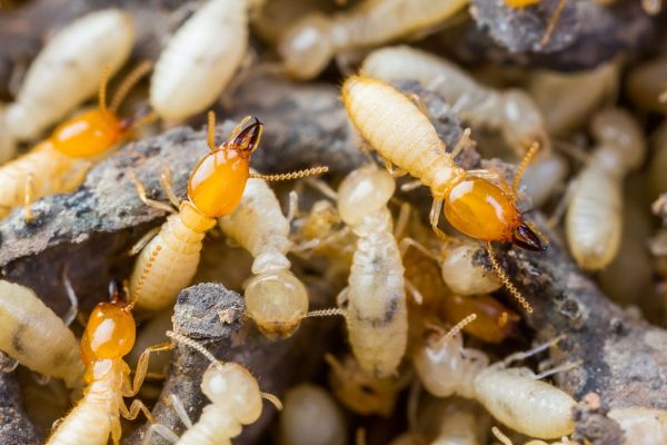Pest Control And Termite Inspection Company Fort Bend & Harris County, Texas