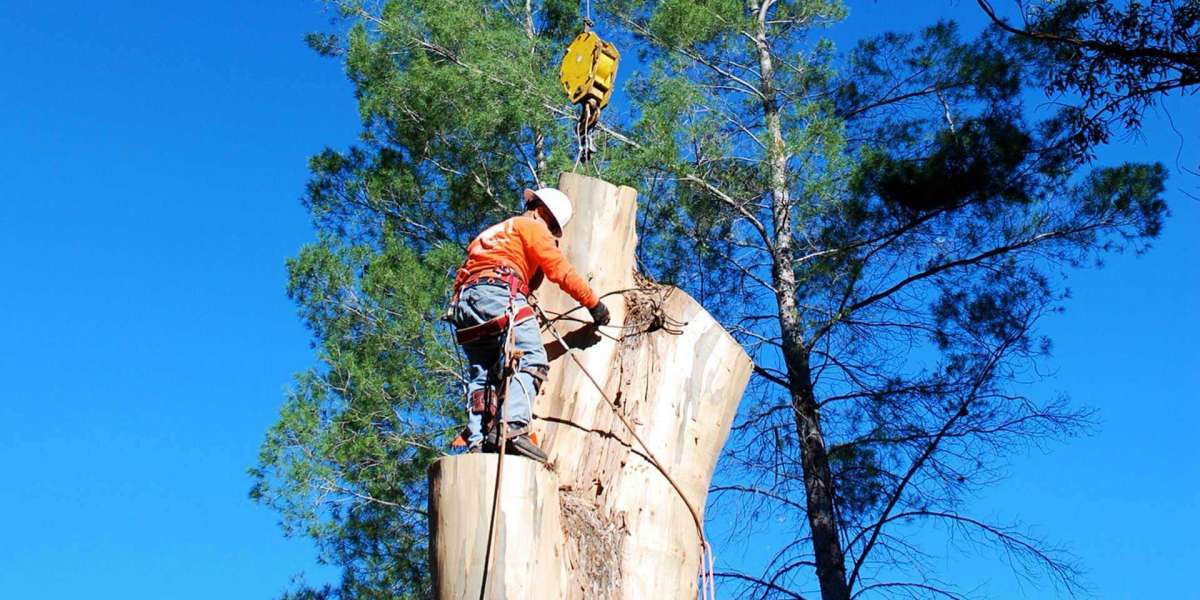 Tree Removal Western Sydney Made Easy with SydneySide Tree Services