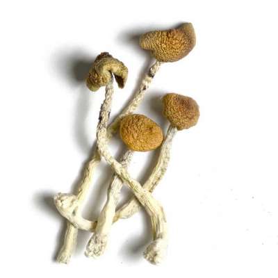 Aztec Gods Magic Mushrooms Profile Picture