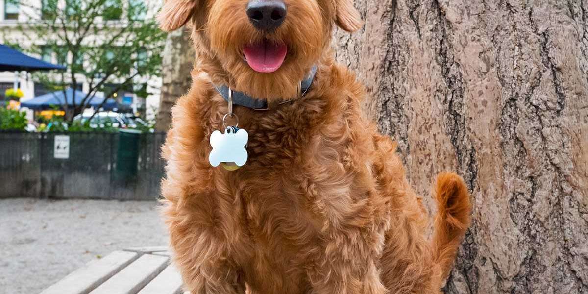 Goldendoodles Care - Everything You Need to Know