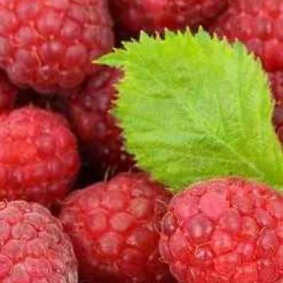 Raspberry Seed Refined Carrier Oil Profile Picture