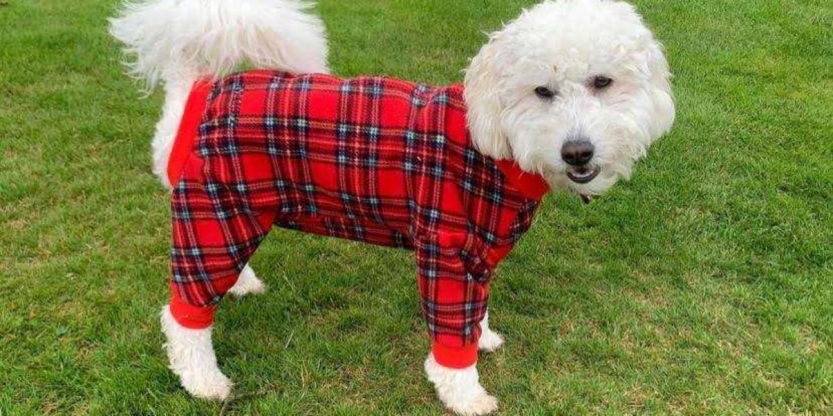 Essential Tips for Keeping Your Dog Comfortable in Summer Apparel
