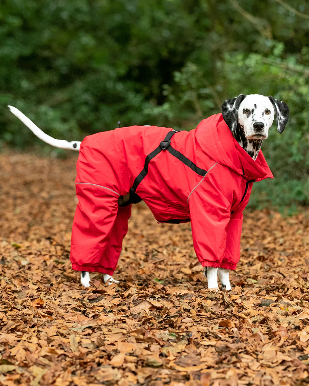 Protecting Your Pooch: How Dog Body Suits Can Help with Skin Conditions